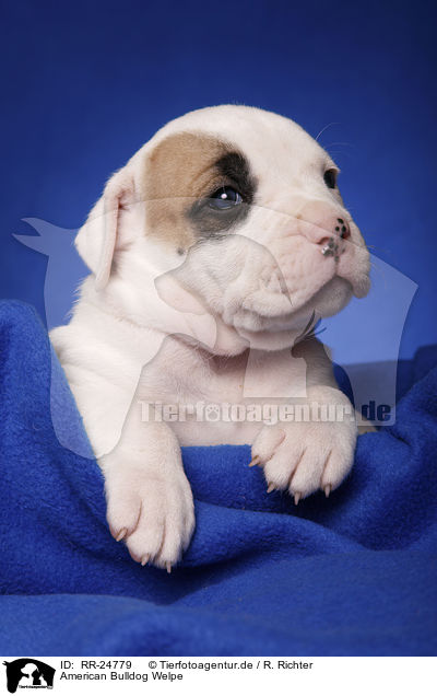 American Bulldog Welpe / American Bulldog puppy / RR-24779