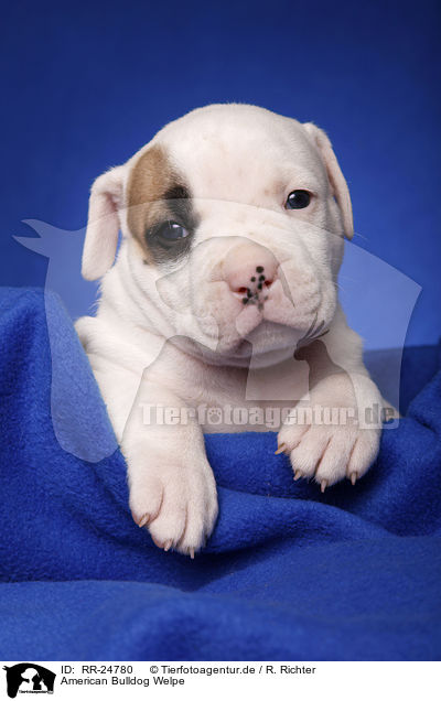 American Bulldog Welpe / RR-24780