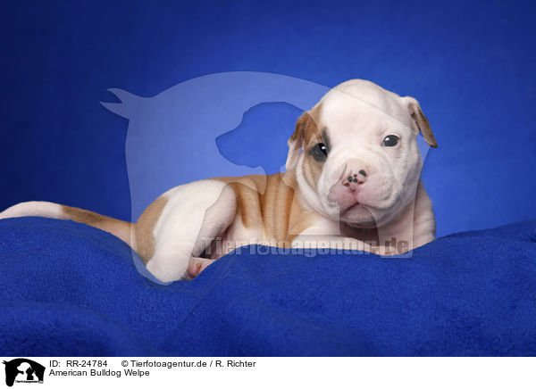 American Bulldog Welpe / RR-24784