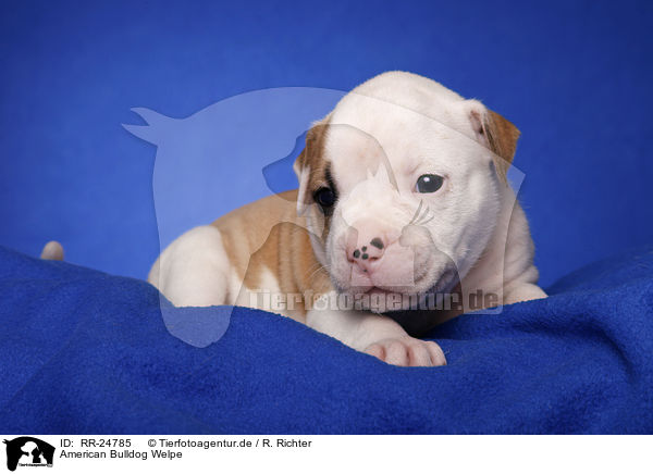 American Bulldog Welpe / RR-24785