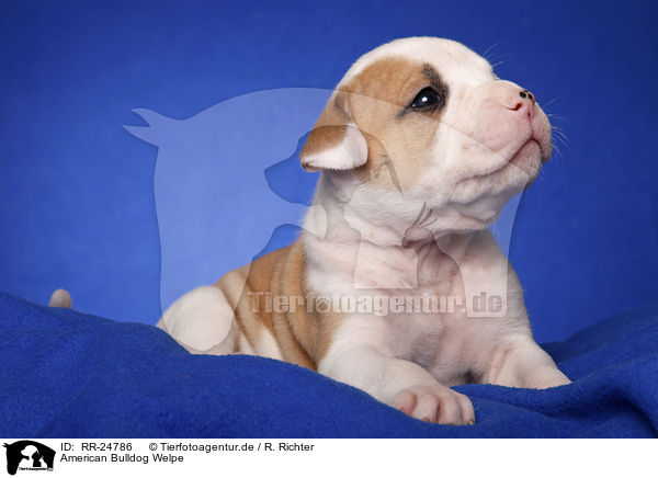 American Bulldog Welpe / RR-24786