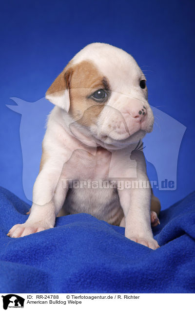American Bulldog Welpe / American Bulldog puppy / RR-24788