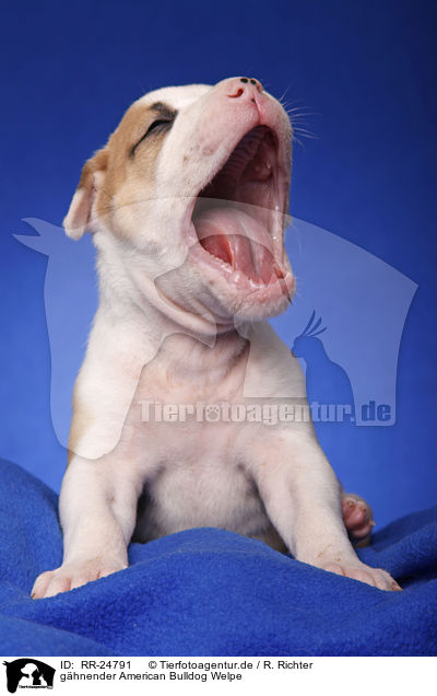 ghnender American Bulldog Welpe / yawning American Bulldog Puppy / RR-24791