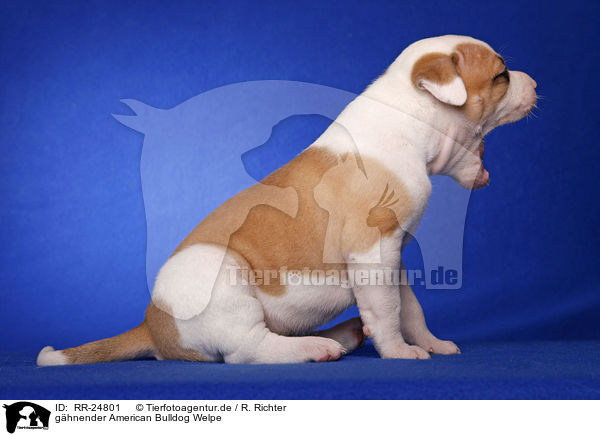 ghnender American Bulldog Welpe / yawning American Bulldog Puppy / RR-24801
