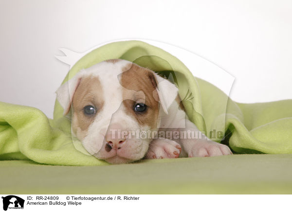 American Bulldog Welpe / RR-24809
