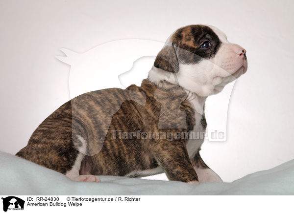 American Bulldog Welpe / American Bulldog puppy / RR-24830