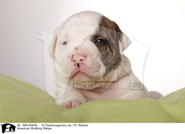 American Bulldog Welpe / RR-24848