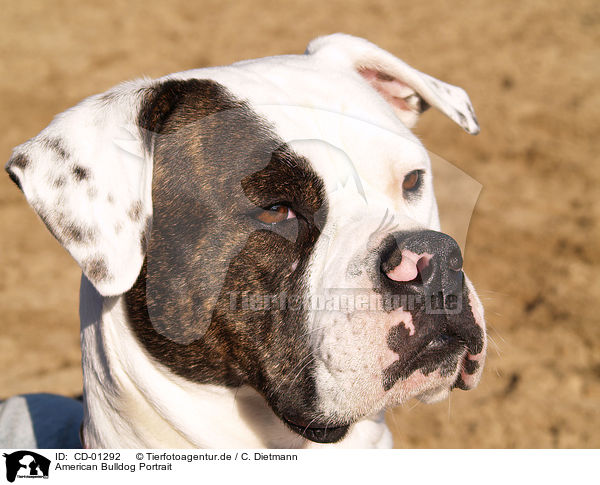 American Bulldog Portrait / CD-01292