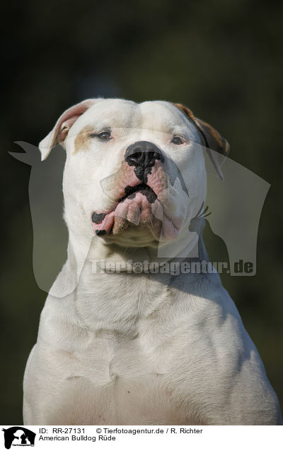 American Bulldog Rde / RR-27131