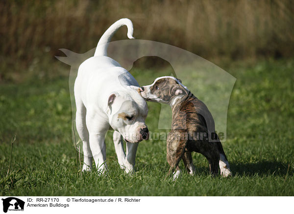 American Bulldogs / American Bulldogs / RR-27170