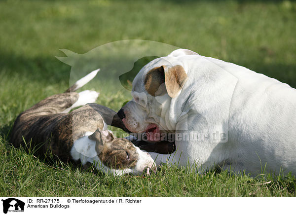 American Bulldogs / American Bulldogs / RR-27175