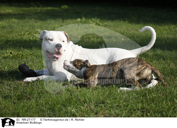 American Bulldogs / American Bulldogs / RR-27177