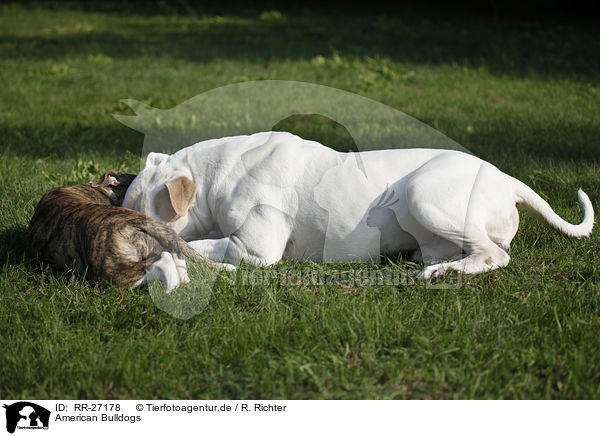 American Bulldogs / American Bulldogs / RR-27178
