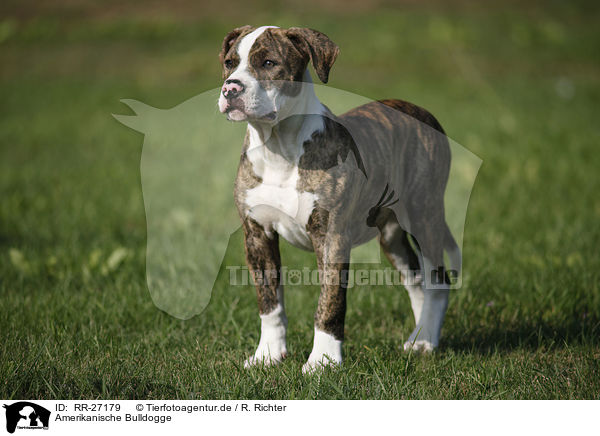 Amerikanische Bulldogge / American Bulldog / RR-27179