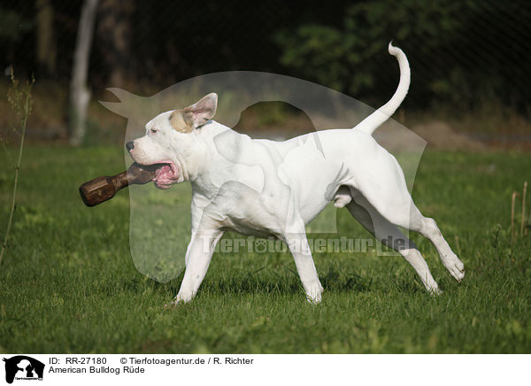 American Bulldog Rde / RR-27180