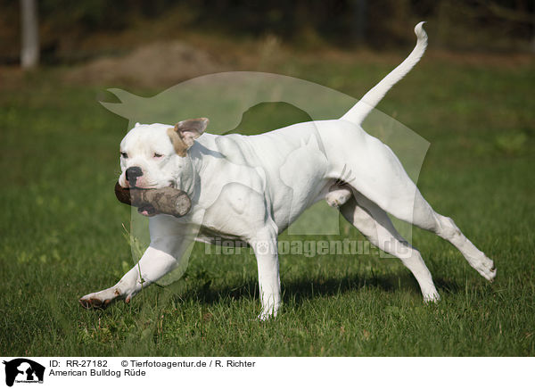American Bulldog Rde / RR-27182
