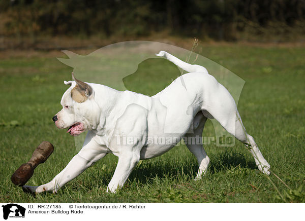 American Bulldog Rde / RR-27185