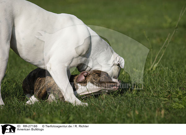 American Bulldogs / RR-27186