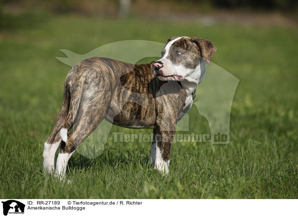 Amerikanische Bulldogge / RR-27189