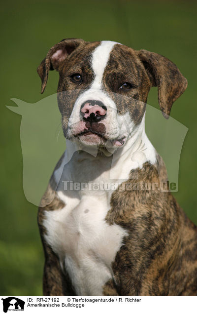 Amerikanische Bulldogge / RR-27192
