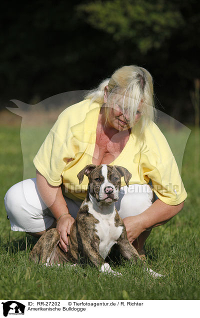Amerikanische Bulldogge / RR-27202