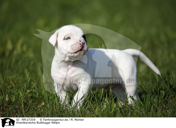 Amerikanische Bulldogge Welpe / RR-27209
