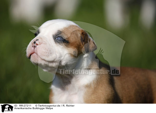 Amerikanische Bulldogge Welpe / RR-27211