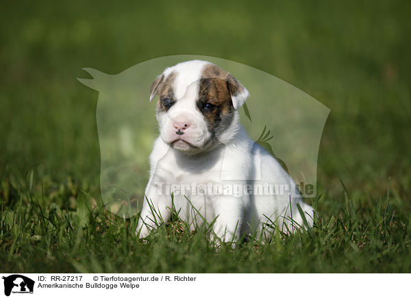 Amerikanische Bulldogge Welpe / RR-27217