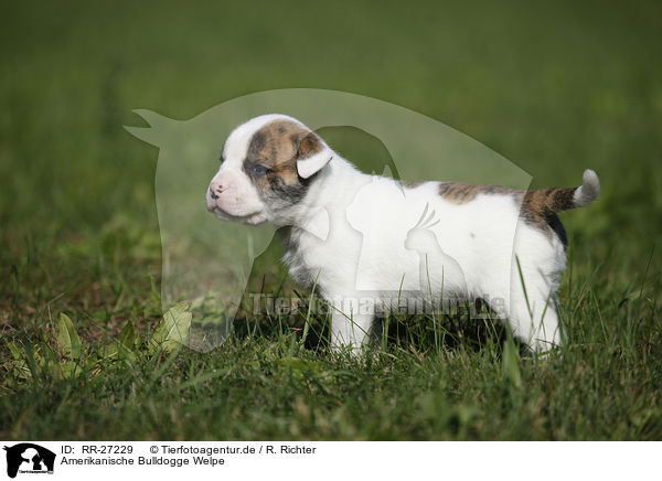 Amerikanische Bulldogge Welpe / RR-27229