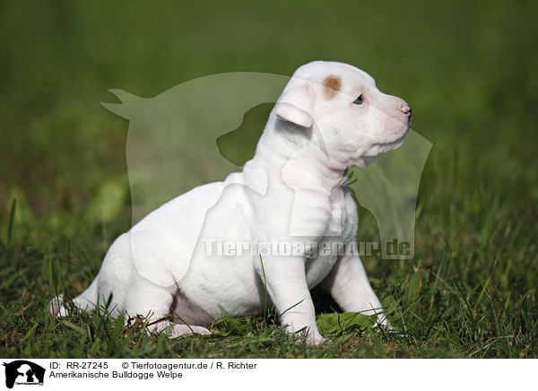 Amerikanische Bulldogge Welpe / American Bulldog Puppy / RR-27245
