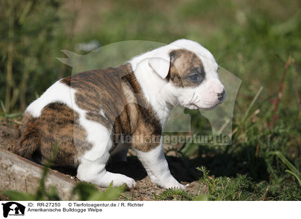 Amerikanische Bulldogge Welpe / American Bulldog Puppy / RR-27250