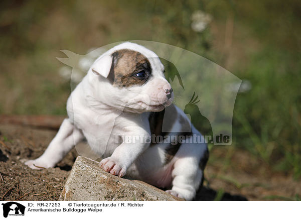 Amerikanische Bulldogge Welpe / American Bulldog Puppy / RR-27253