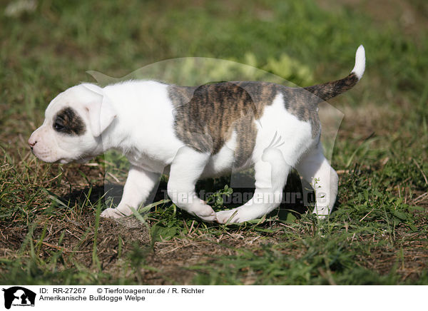 Amerikanische Bulldogge Welpe / American Bulldog Puppy / RR-27267