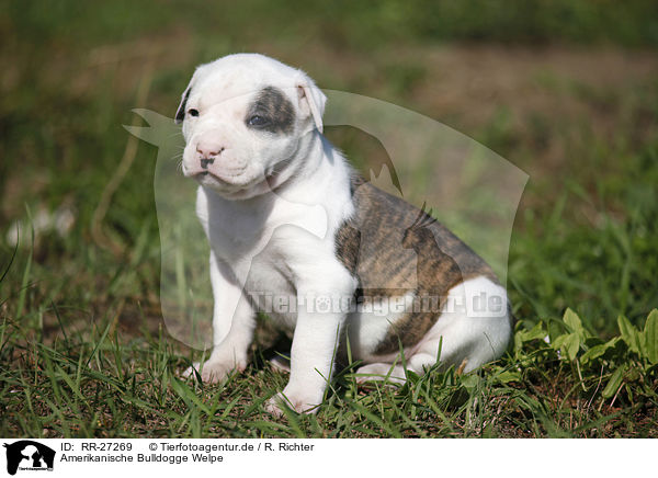 Amerikanische Bulldogge Welpe / American Bulldog Puppy / RR-27269