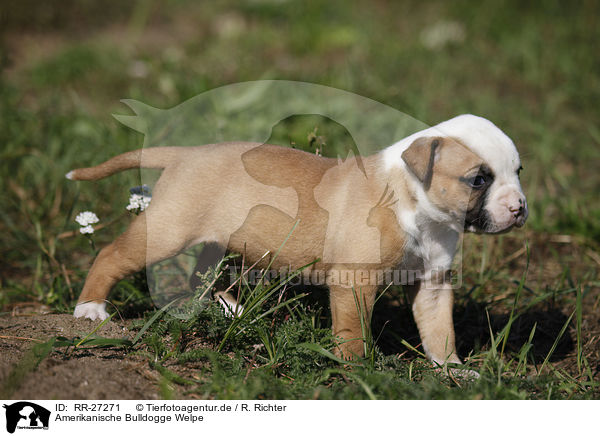 Amerikanische Bulldogge Welpe / RR-27271