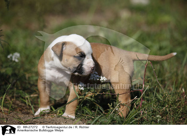 Amerikanische Bulldogge Welpe / RR-27272