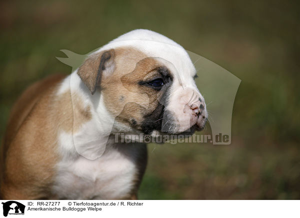 Amerikanische Bulldogge Welpe / RR-27277