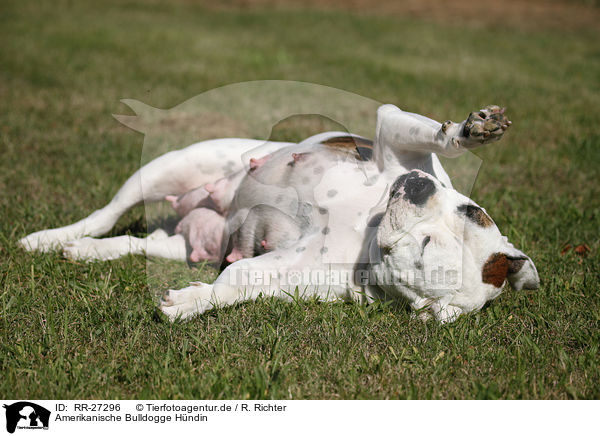 Amerikanische Bulldogge H�ndin / female American Bulldog / RR-27296