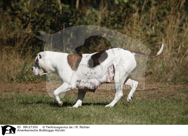 Amerikanische Bulldogge Hndin / female American Bulldog / RR-27300