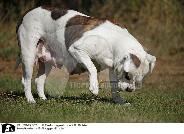 Amerikanische Bulldogge Hndin / female American Bulldog / RR-27302