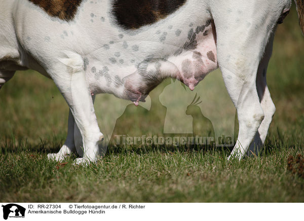 Amerikanische Bulldogge Hndin / RR-27304