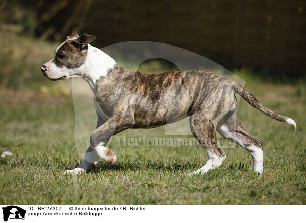 junge Amerikanische Bulldogge / RR-27307