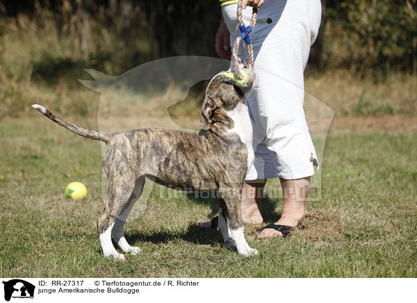 junge Amerikanische Bulldogge / RR-27317