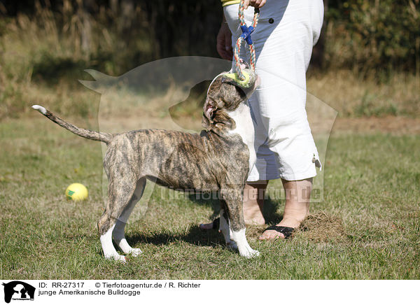 junge Amerikanische Bulldogge / young American Bulldog / RR-27317