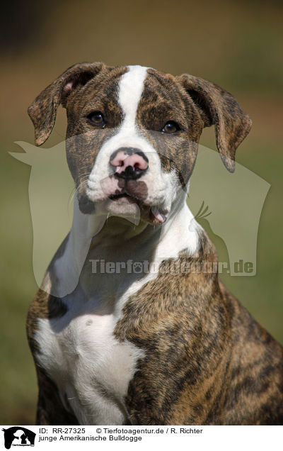junge Amerikanische Bulldogge / RR-27325