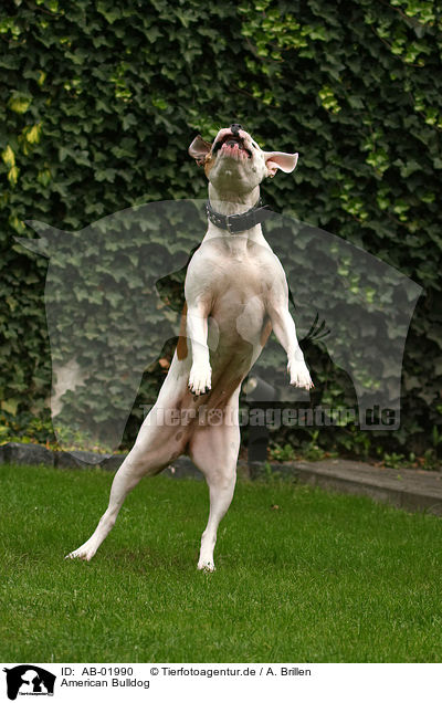 American Bulldog / AB-01990