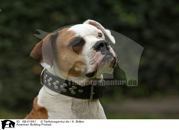 American Bulldog Portrait / AB-01991