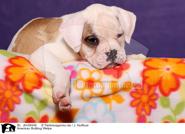 American Bulldog Welpe / American Bulldog Puppy / JH-09446