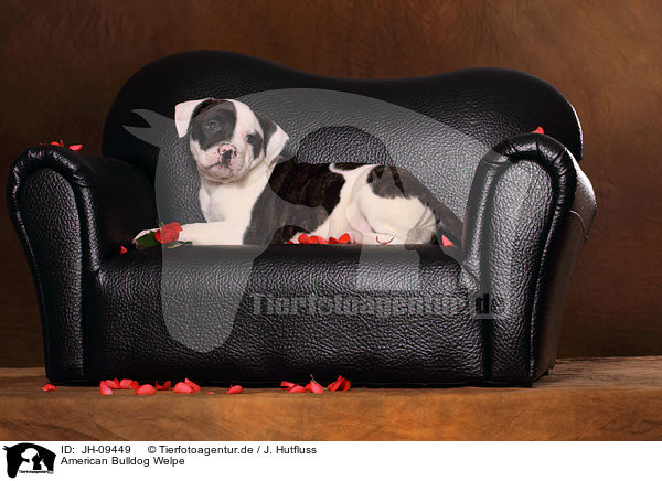 American Bulldog Welpe / JH-09449