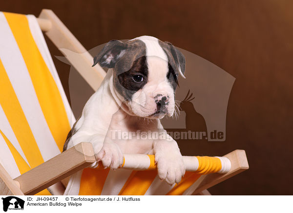 American Bulldog Welpe / JH-09457